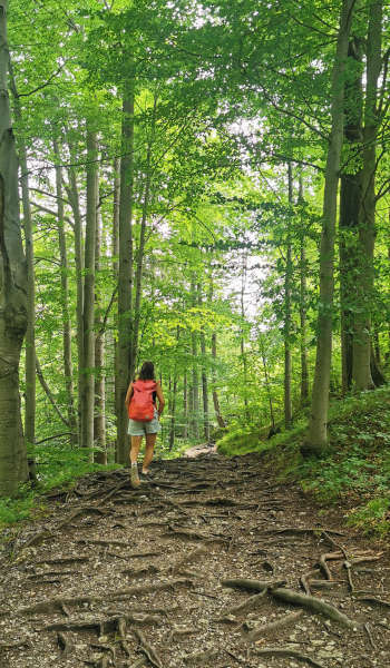 Waldbearbeitet
